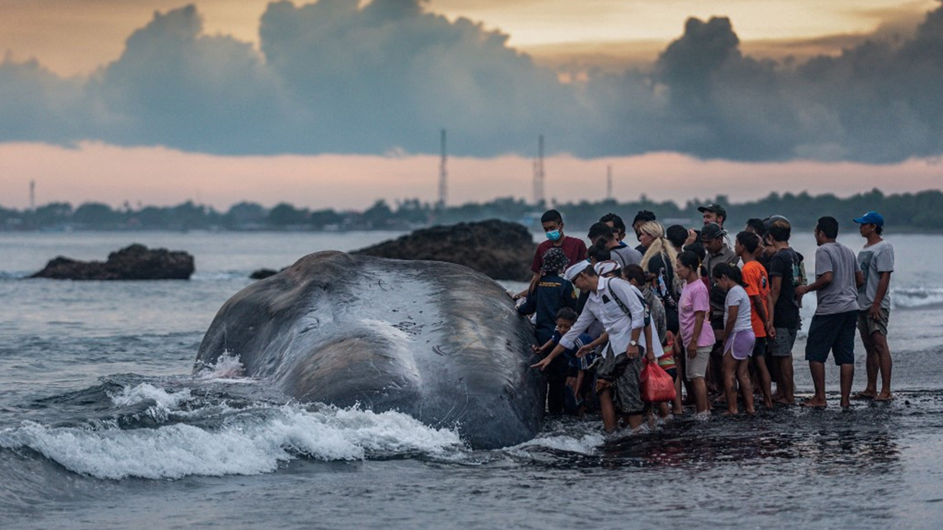 Paus Sperma yang Terseret ke Pantai Bali Menjadi Pengingat Pentingnya Upaya Konservasi