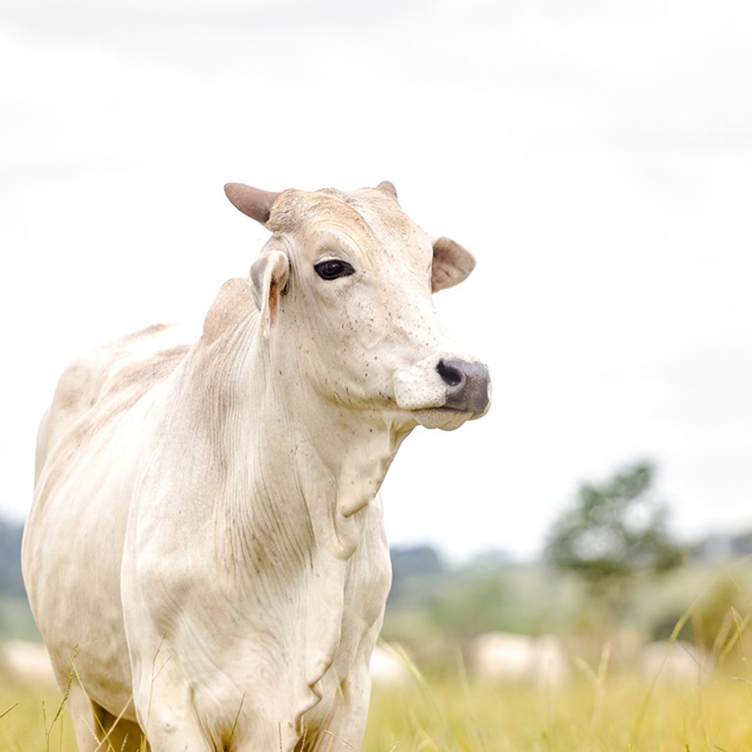 Gak Ada Yang Pergi Haji, Lebaran Haji Tetap Ada Gak Ya?!