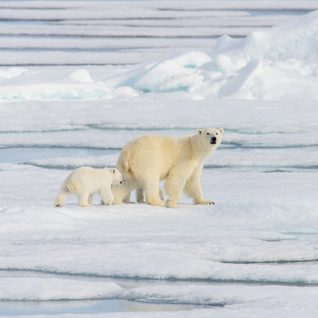 Apa yang Akan Terjadi Jika Kita Tidak Bertindak Sekarang terhadap Krisis Iklim?