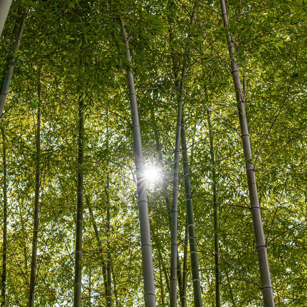 Katanya Pakai Bambu Ramah Lingkungan, Tapi Beneran Ga Sih?
